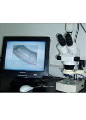 XTV-3300体视显微镜